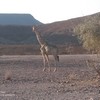Giraffa camelopardalis | Giraffe